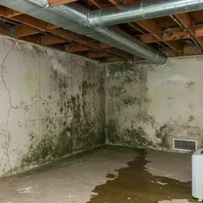 Professional Mold Removal in Niles, MI